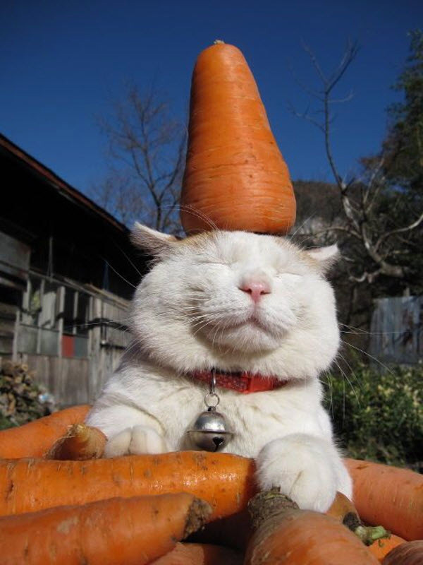 carrot-cat