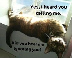 cat-not-answering