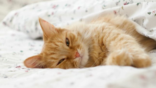 ginger cat bed