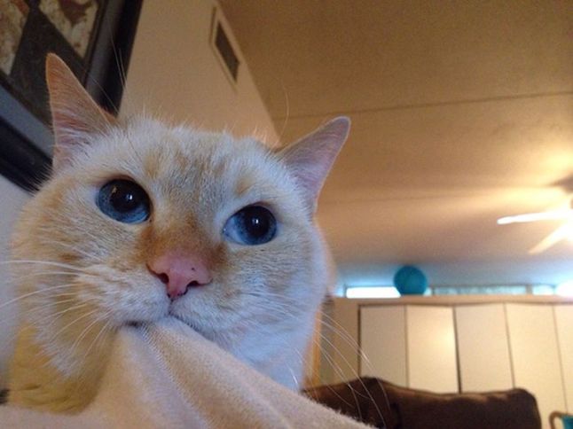 cat suckle blanket