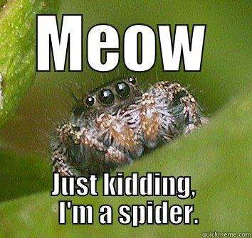 spider meow photo